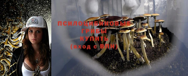 стаф Новозыбков
